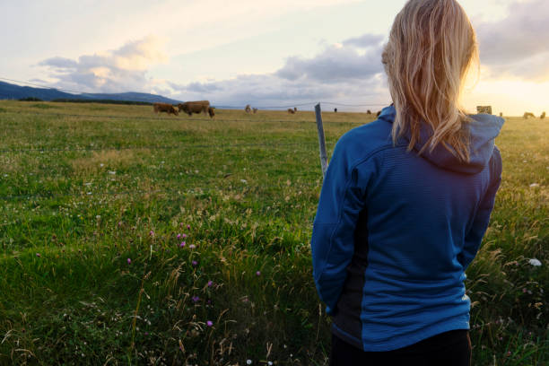 Rear view of a woman watching the sunset over a field with grazing cows. stock photo
