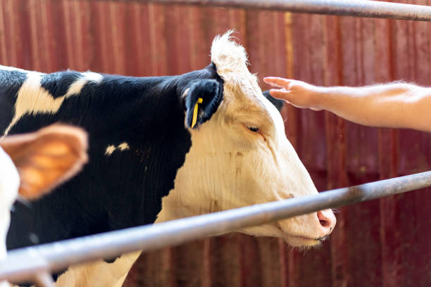 istock A man's hand stroking the face of a cow 1343878542
