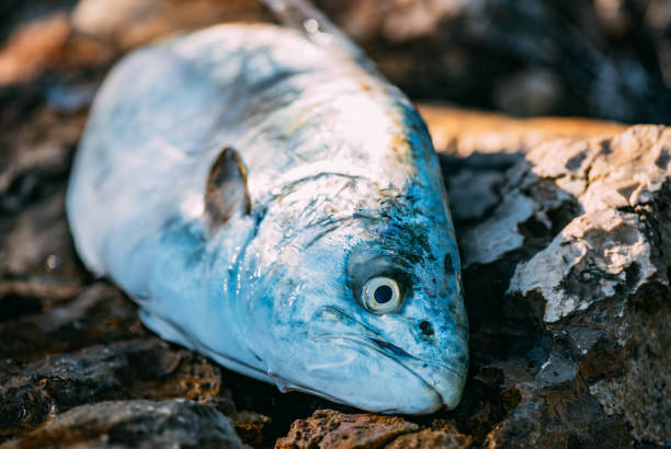 fresh fish Cyprinus carpio from the lake Kerkini, Greece. selective focus
