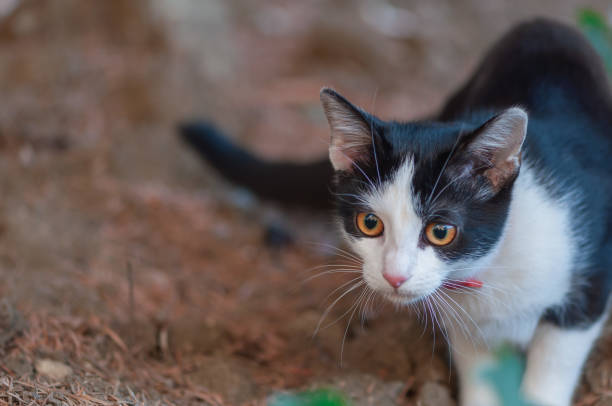 istock View of a cat in a garden 1343880220