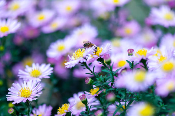istock Close-up of pink flowers 1343880238