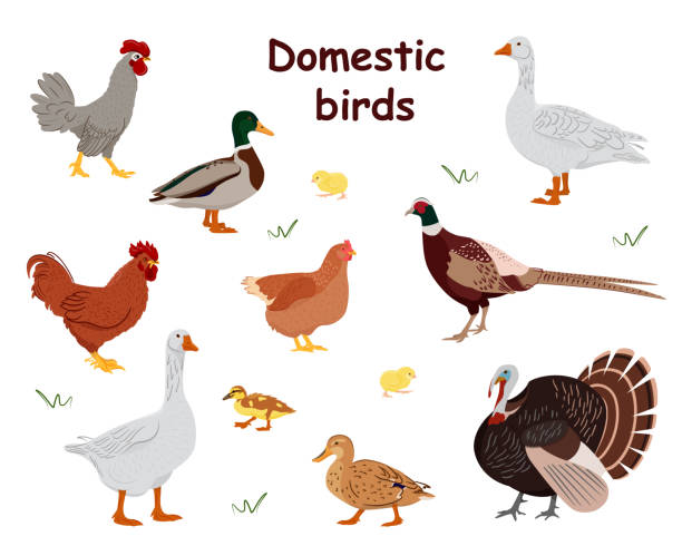 illustrazioni stock, clip art, cartoni animati e icone di tendenza di grande set di uccelli domestici. animale domestico di campagna. carattere isolato su sfondo bianco. illustrazione vettoriale in stile piatto. - duck animal egg isolated bird