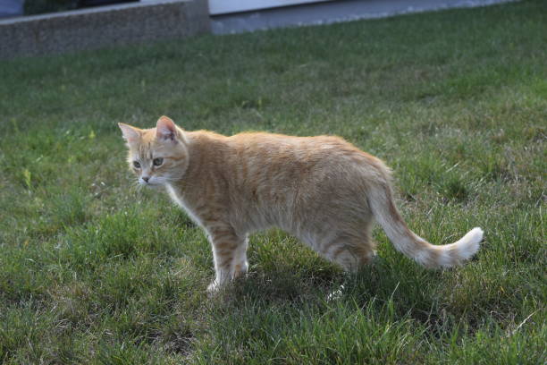 istock Undometic cat's photo 1343881025