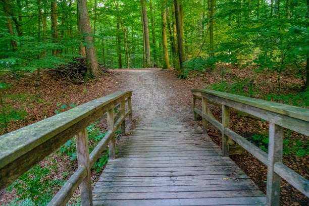 istock Bridge over a lake in a forest in Germany. 1343881026