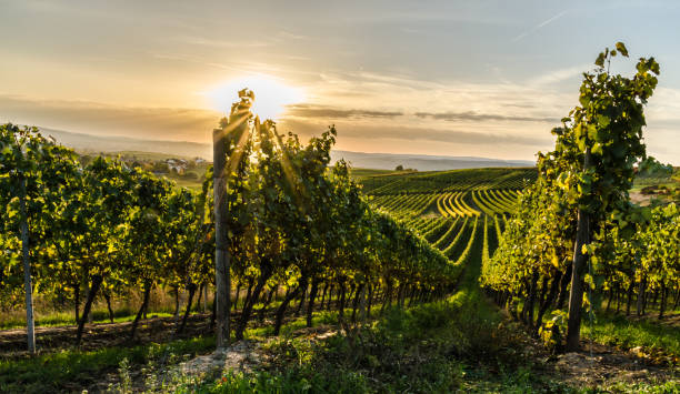 Vineyard in Rheinhessen at sunset Vines of a vineyard near Horrweiler and Bingen in Rheinhessen at sunset golden hour wine stock pictures, royalty-free photos & images