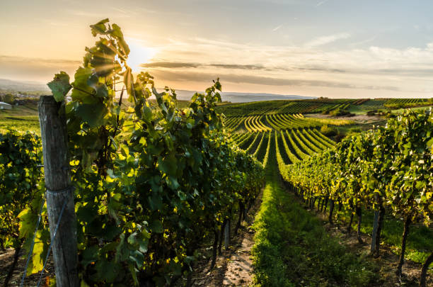 vignoble à rheinhessen au coucher du soleil - grape photos et images de collection