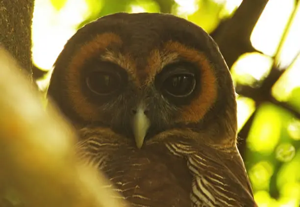 Brown Wood-owl (Strix leptogrammica ochrogenys) close up of adult head of adult at daytime roost  (endemic Sri Lanka race)"n"nSri Lanka                December