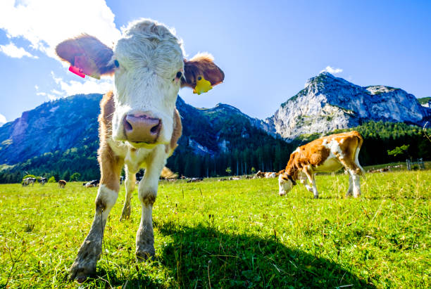 istock cow at a meadow 1343881554