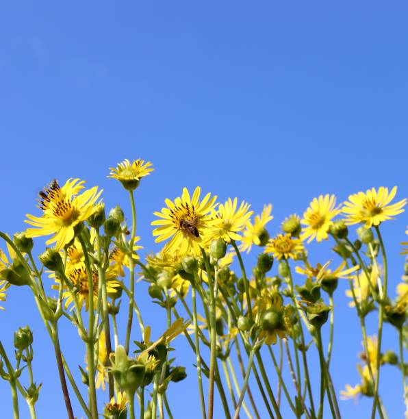 istock Tall Yellow Flowers 1343881584