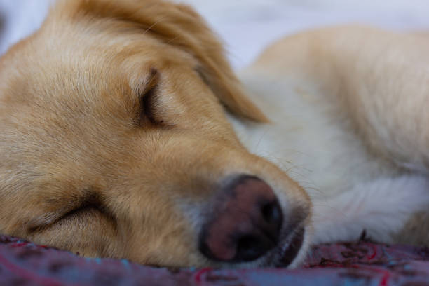 istock Closeup on light brown golden retriever dog sleeping 1343882275