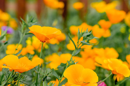Yellow flowers of the eschscholzia californica.Floral natural background.Summer concept.Selective focus with shallow depth of field.