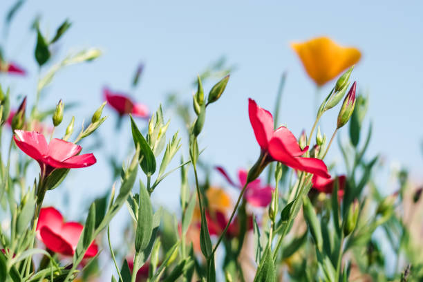 Yellow flowers of the Eschscholzia Californica and red flowers of Linum Grandiflorum rubrum on a sky background.Floral natural background.Summer concept. stock photo