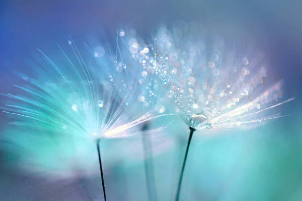 민들레에 이슬빛 방울. - dandelion water flower abstract 뉴스 사진 이미지