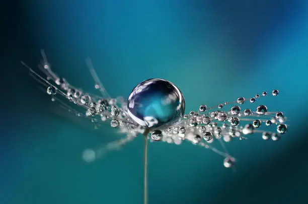 Beautiful dew drops on a dandelion seed macro. Beautiful soft light blue and violet background. Water drops on a parachutes dandelion on a beautiful blue backdrop. Soft dreamy tender artistic image form.