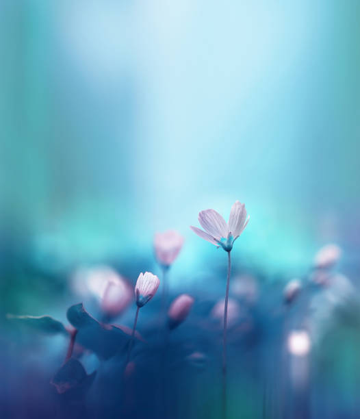 istock Spring forest white flowers primroses on a beautiful blue background. 1343884646