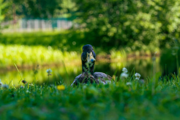 Close up of a male mallard duck peeking from a green grass slope