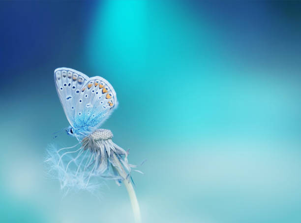 istock Beautiful blue and white butterfly. 1343884877