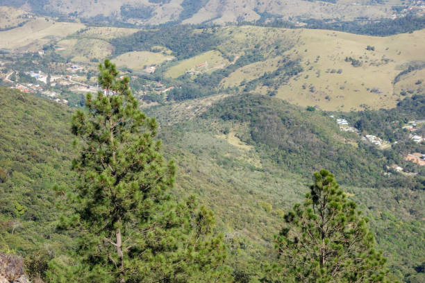 istock pine tree on high altitude mountainous region 1343885292
