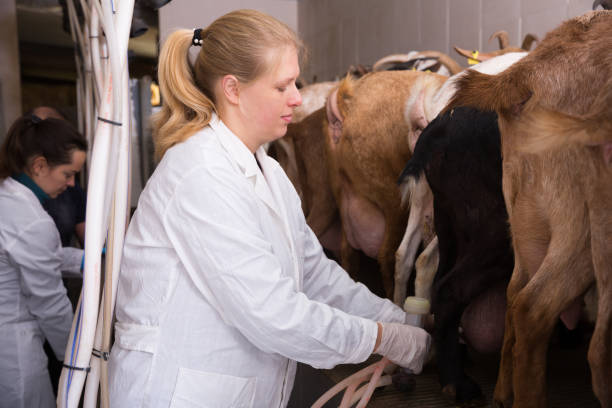 dos mujeres ordeñando cabras - animal husbandry industry dairy farm fotografías e imágenes de stock