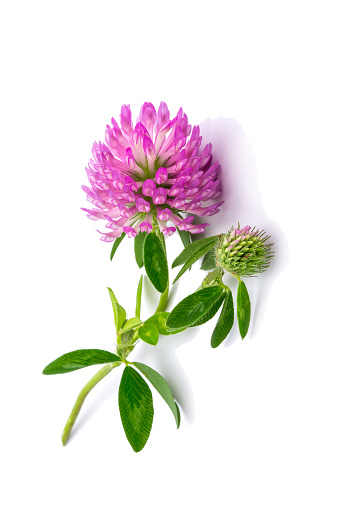 clover flowers isolated on white background