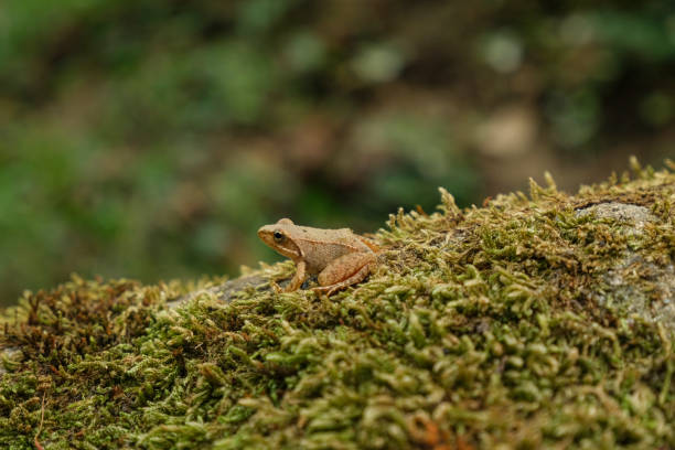 istock Isolated Wild frog view while resting on forest ecosystem,amphibian animals 1343885998