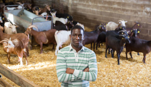 istock Confident African American man in goat stall 1343886235