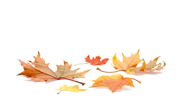 istock autumn season concept, maple leaf isolated on white background 1343886686