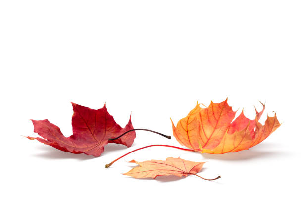 istock autumn season concept, maple leaf isolated on white background 1343886709