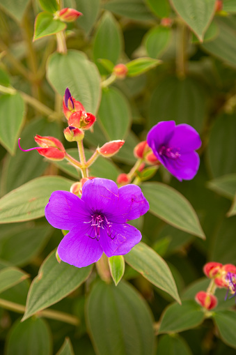 Purple Tibouchina Flower