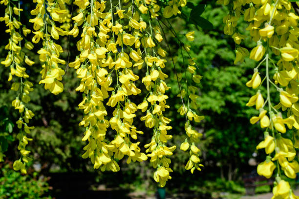 Tree with many yellow flowers and buds of Laburnum anagyroides, the common laburnum, golden chain or golden rain, in full bloom in a sunny spring garden, beautiful outdoor floral background Tree with many yellow flowers and buds of Laburnum anagyroides, the common laburnum, golden chain or golden rain, in full bloom in a sunny spring garden, beautiful outdoor floral background bright yellow laburnum flowers in garden golden chain tree image stock pictures, royalty-free photos & images