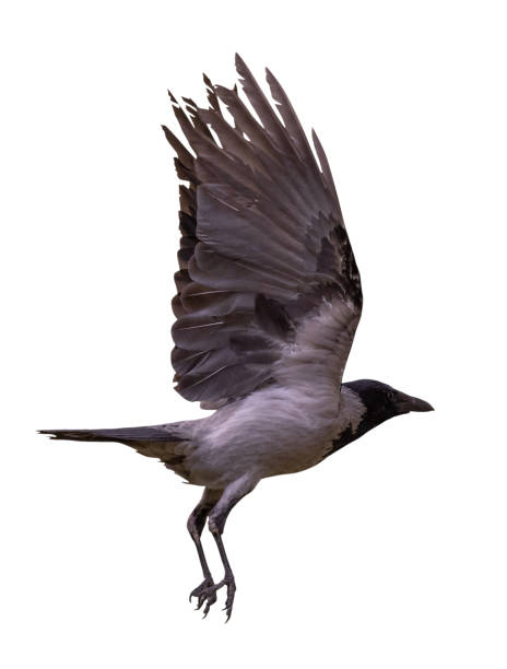 istock flight of black and grey crow with large wings 1343888958