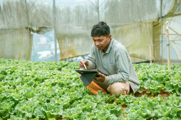 landwirt mit tablet-computer im betrieb - technology farm cameron highlands agriculture stock-fotos und bilder