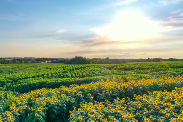 istock Farm at Highway 27 in the sunset, Cookstown, Canada 1343890363