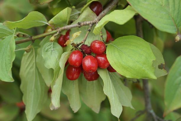 istock many red berries of dogwood on branches 1343890464