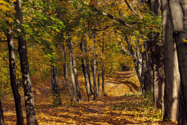 Photo of Path in the autumn forest