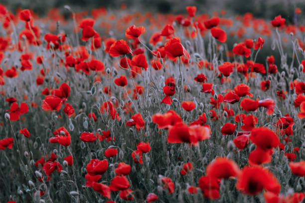 istock Beautiful red poppies at sunset 1343890559