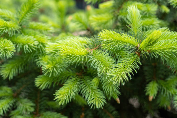 istock Young fluffy green spruce, pine branches, new sprouts background 1343891026