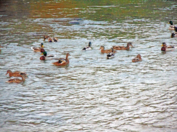 istock ducks on the river in Baia Mare city 1343891730