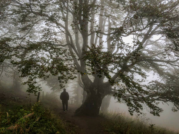 istock I walk under a big tree in the strong fog. 1343892185