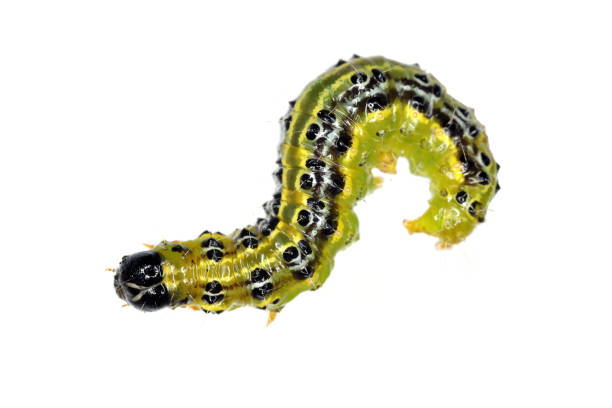 istock The boxwood moth caterpillar Cydalima perspectalis 1343894628