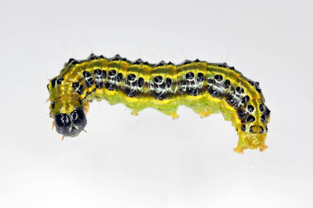 istock The boxwood moth caterpillar Cydalima perspectalis 1343894639