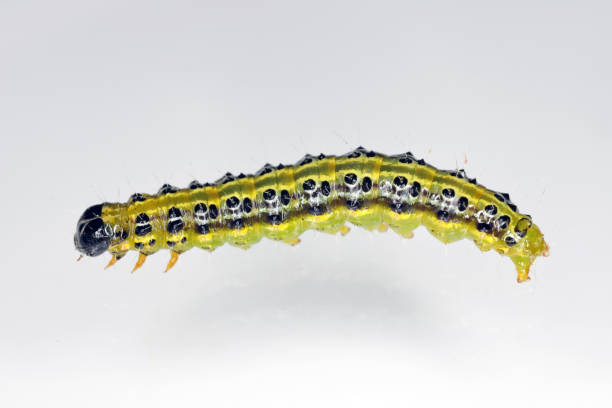 istock The boxwood moth caterpillar Cydalima perspectalis 1343894641