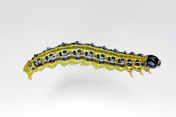 istock The boxwood moth caterpillar Cydalima perspectalis 1343894649