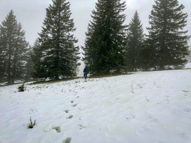 istock I walk through the snow between fir trees. 1343894986