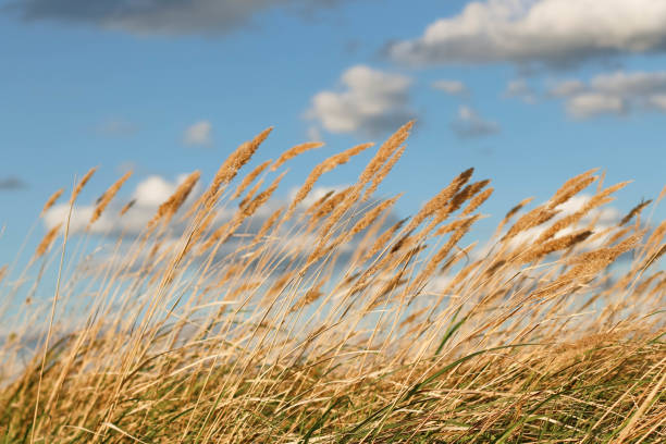 istock Wild field of grass on sunset 1343895234
