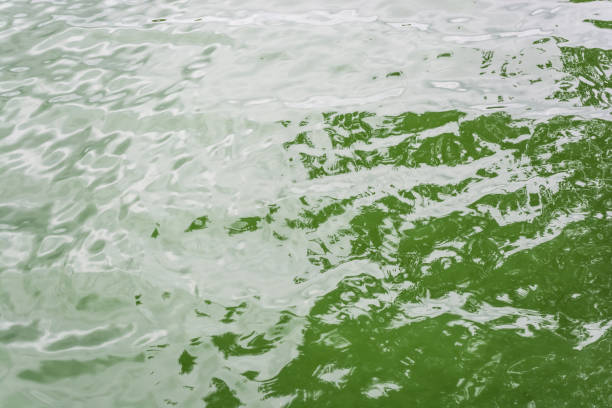 istock River small waves of green tint 1343896526