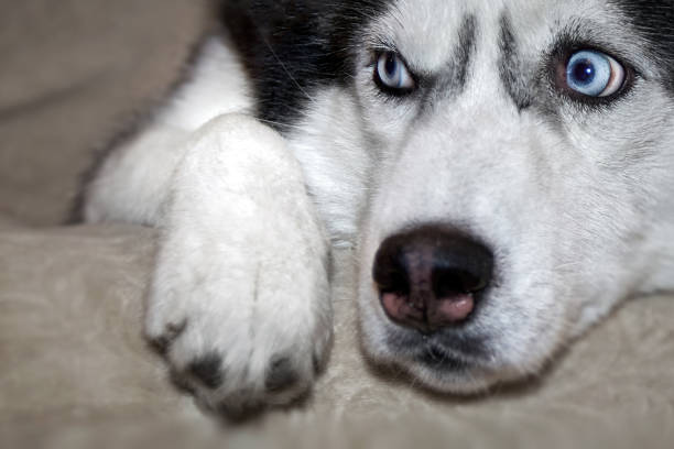 istock Siberian husky dog is lying on the bed. Close-up 1343896647