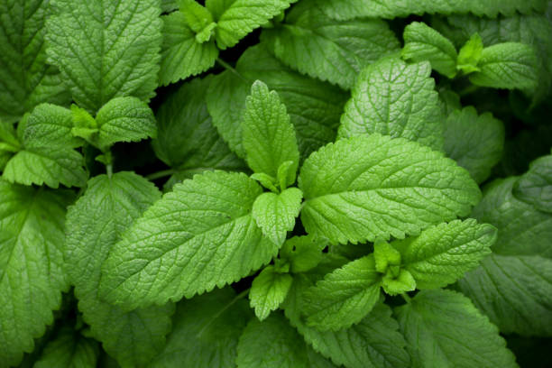 istock Fresh green leaves of mint 1343896654