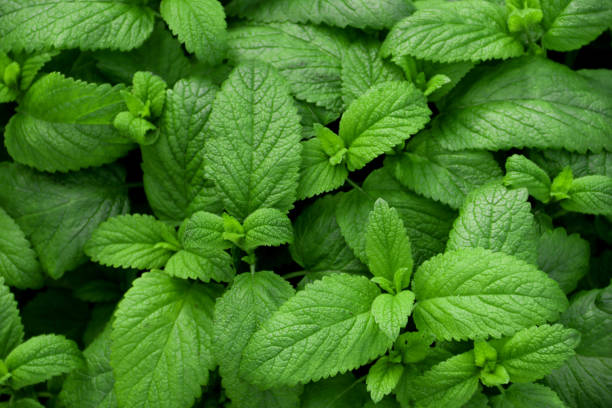 istock Fresh green leaves of mint 1343896655