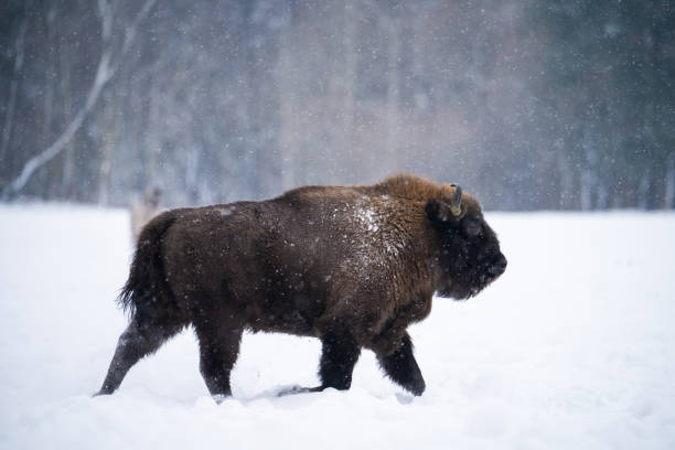 istock European bison covered with snow walking in the winter forest. 1343897180
